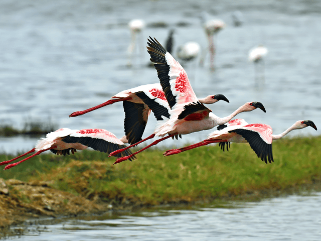 Letiace plameniaky, jazero Nakuru