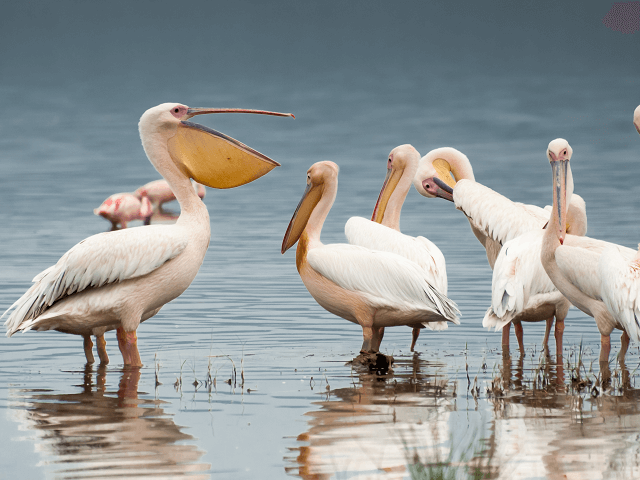 Pelikány na jazere Nakuru