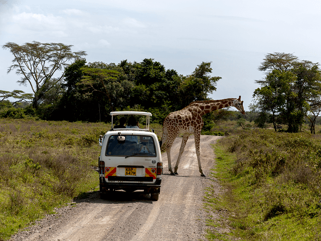 Safari v Národnom parku Masai Mara, Keňa, Afrika