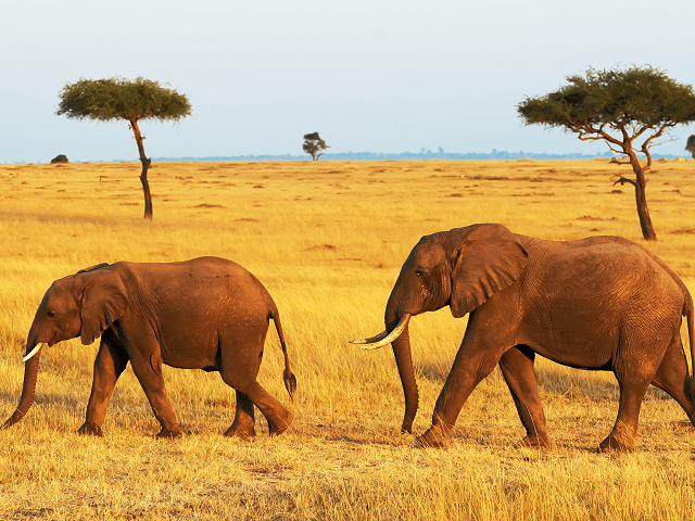 Slon africký v národnom parku Masai Mara, Keňa