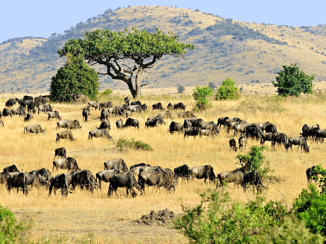 Stádo pakoní v národnom parku Masai Mara, Keňa