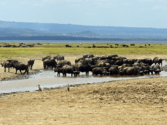 Vodné byvoly, pri jazere Nakuru