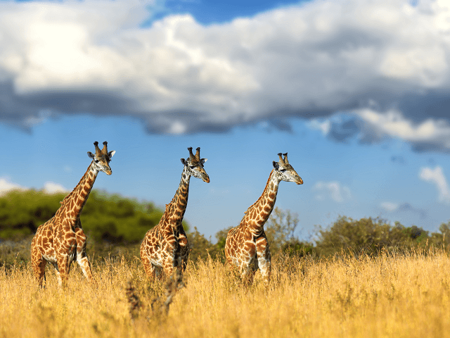 Žirafy v národnom parku Masai Mara, Keňa